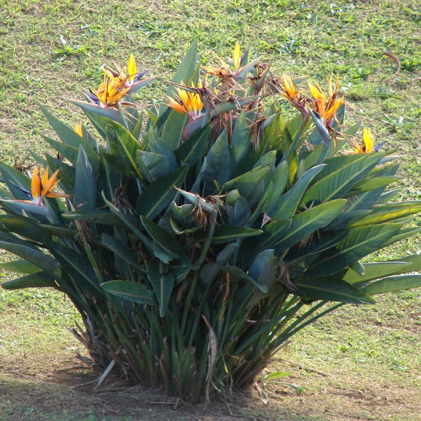 Strelitzia reginae - Uccello del paradiso (Porto)