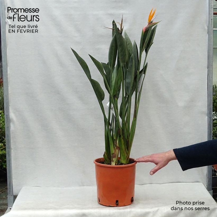 Strelitzia reginae - Oiseau de Paradis en pot de 10 litres esemplare consegnato in inverno