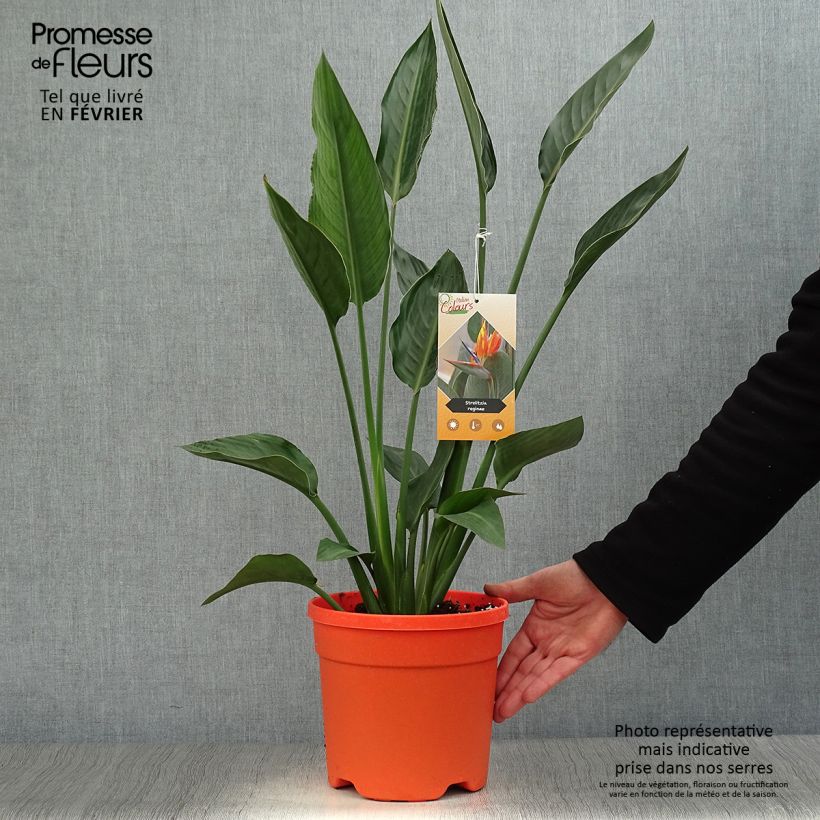 Strelitzia reginae - Oiseau de Paradis en pot de 2/3 litres esemplare consegnato in inverno