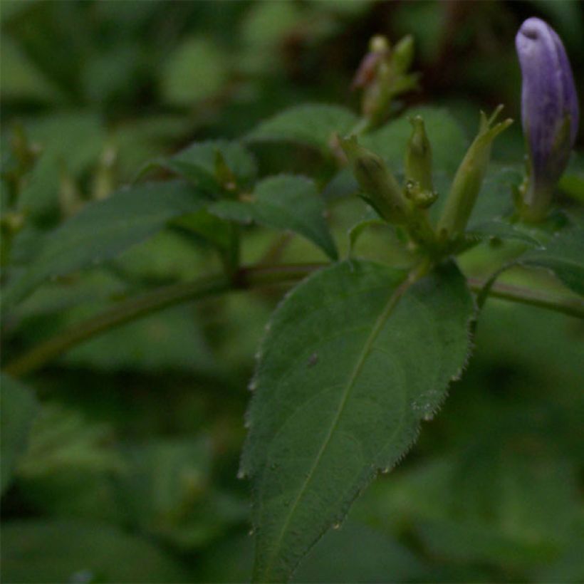 Strobilanthes attenuata (Fogliame)