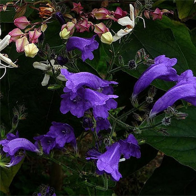 Strobilanthes attenuata Blue Carpet (Fioritura)