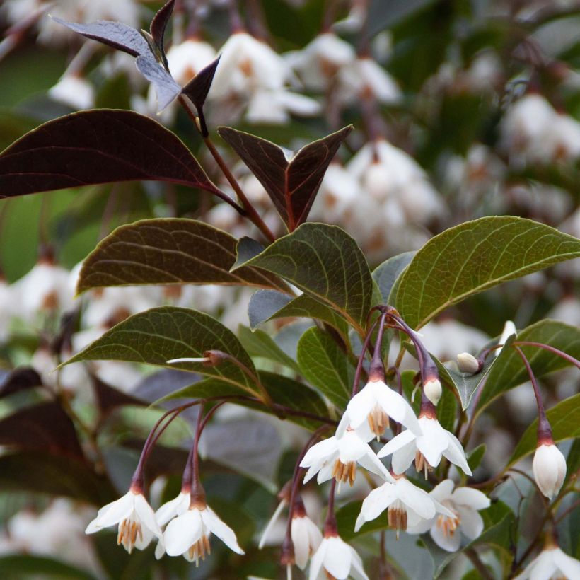 Styrax japonica Evening Light (Fogliame)