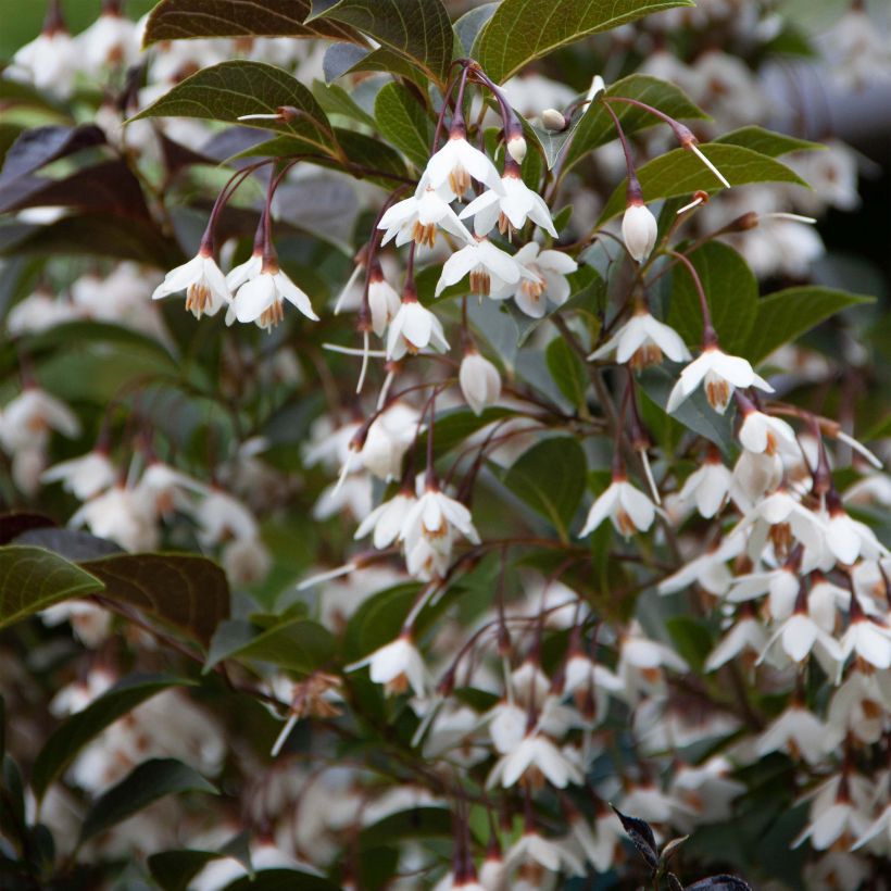 Styrax japonica Evening Light (Fioritura)