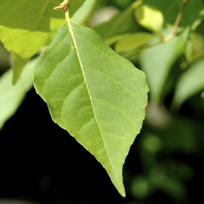 Styrax japonica Fragrant Fountain (Fogliame)