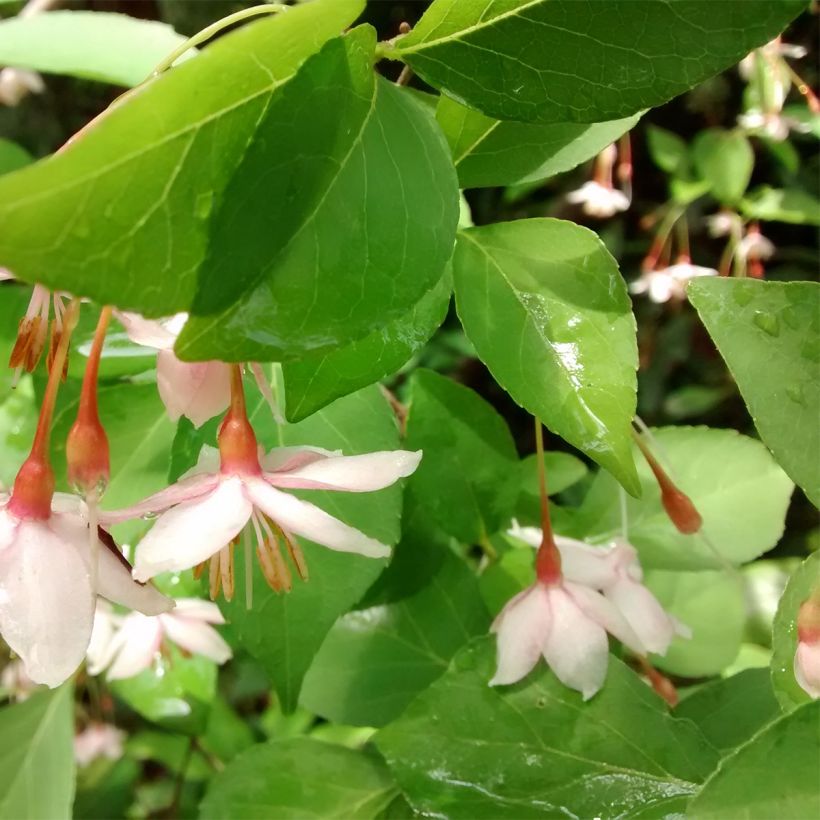 Styrax japonicus Pink Chimes (Fogliame)