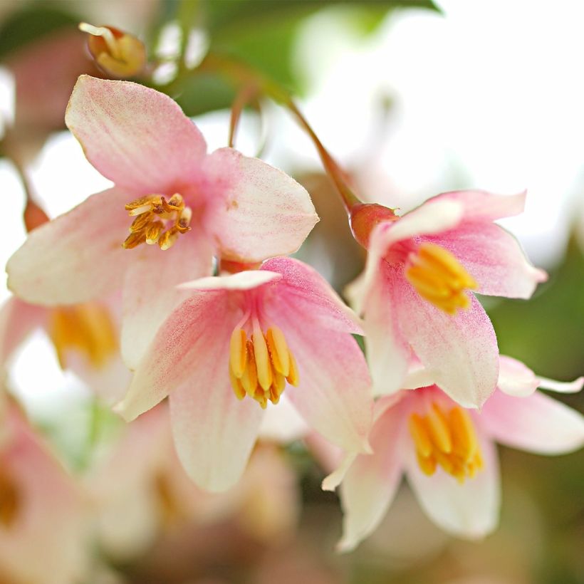 Styrax japonicus Pink Chimes (Fioritura)