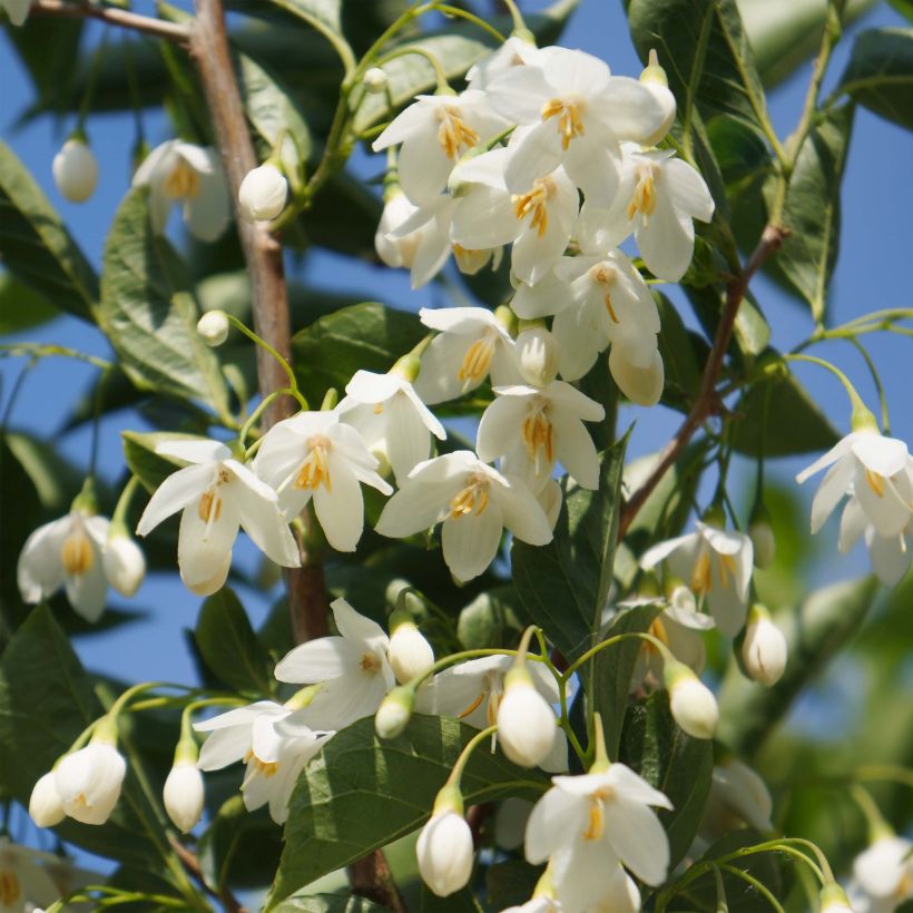 Styrax japonica June snow (Fioritura)