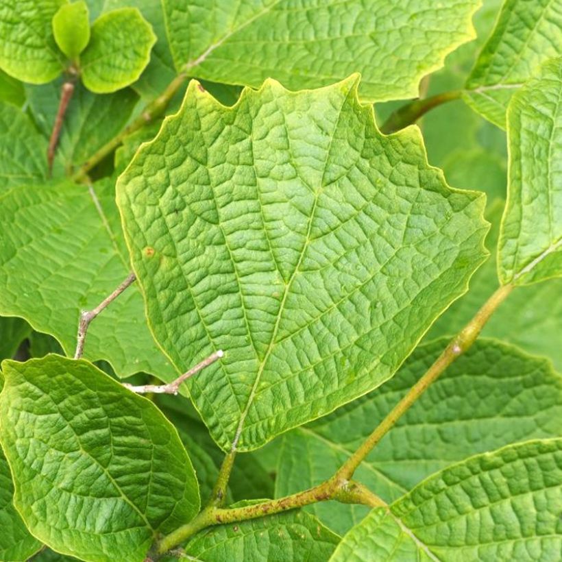 Styrax shiraiana (Fogliame)