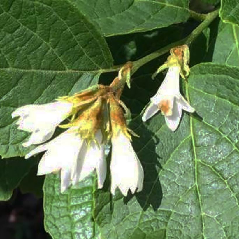 Styrax shiraiana (Fioritura)