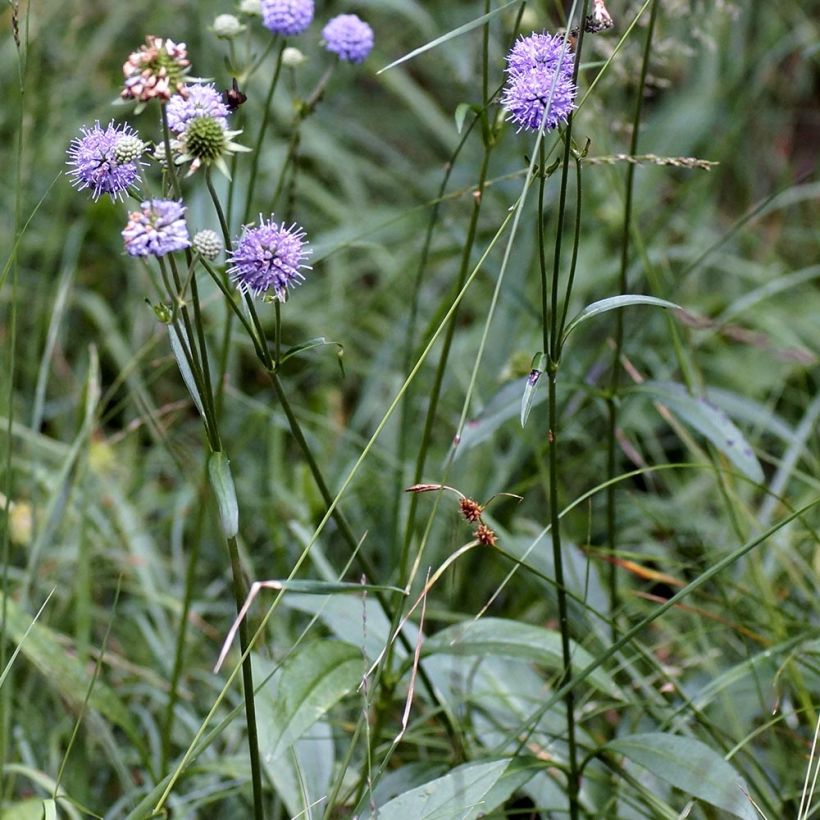 Succisa pratensis - Morso del diavolo (Porto)