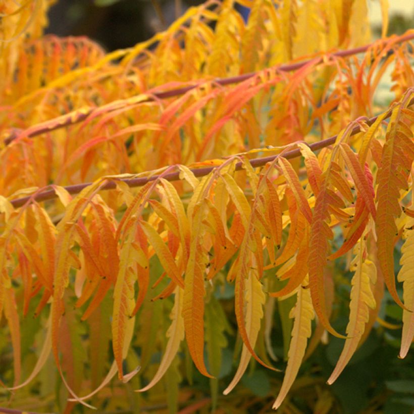 Rhus typhina Tiger Eyes - Sommaco maggiore (Fogliame)