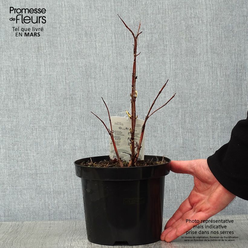 Sureau à grappes - Sambucus racemosa Sutherland Gold Pot de 2L/3L esemplare consegnato in inverno