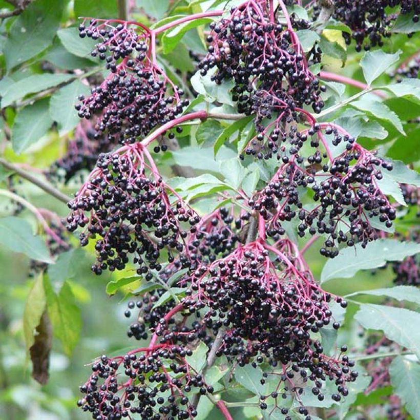 Sambucus nigra Haschberg - Sambuco (Raccolta)