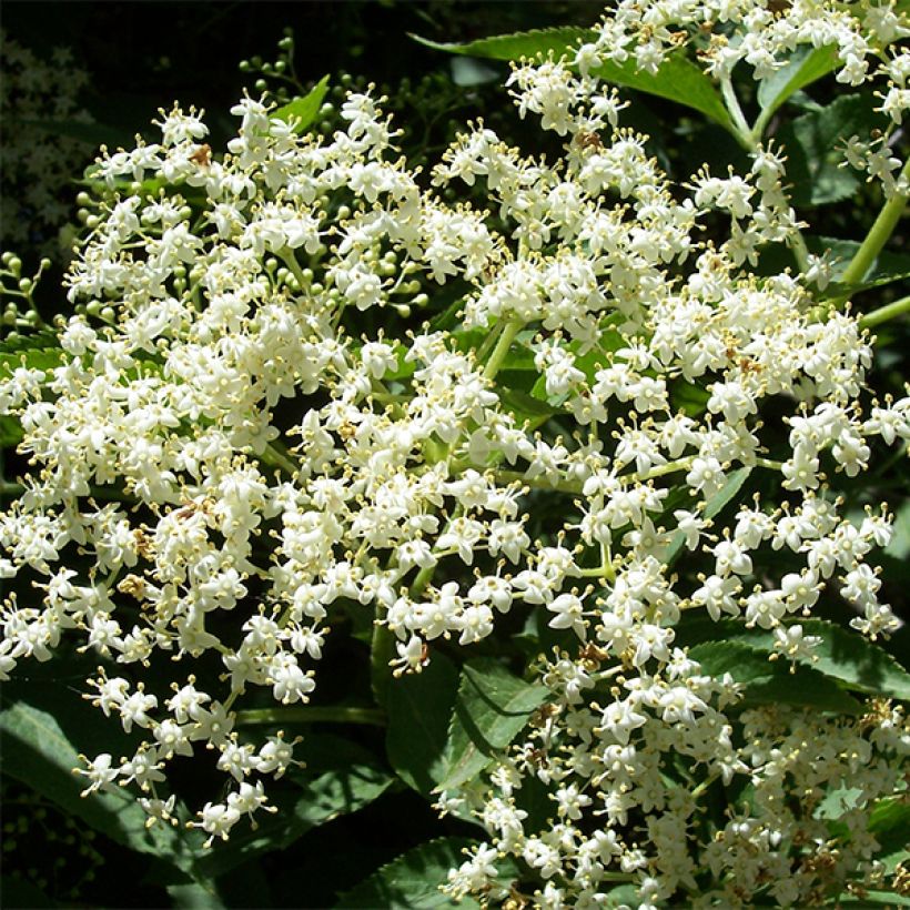 Sambucus nigra Korsor - Sambuco (Fioritura)