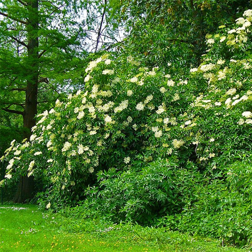 Sambucus nigra Korsor - Sambuco (Porto)