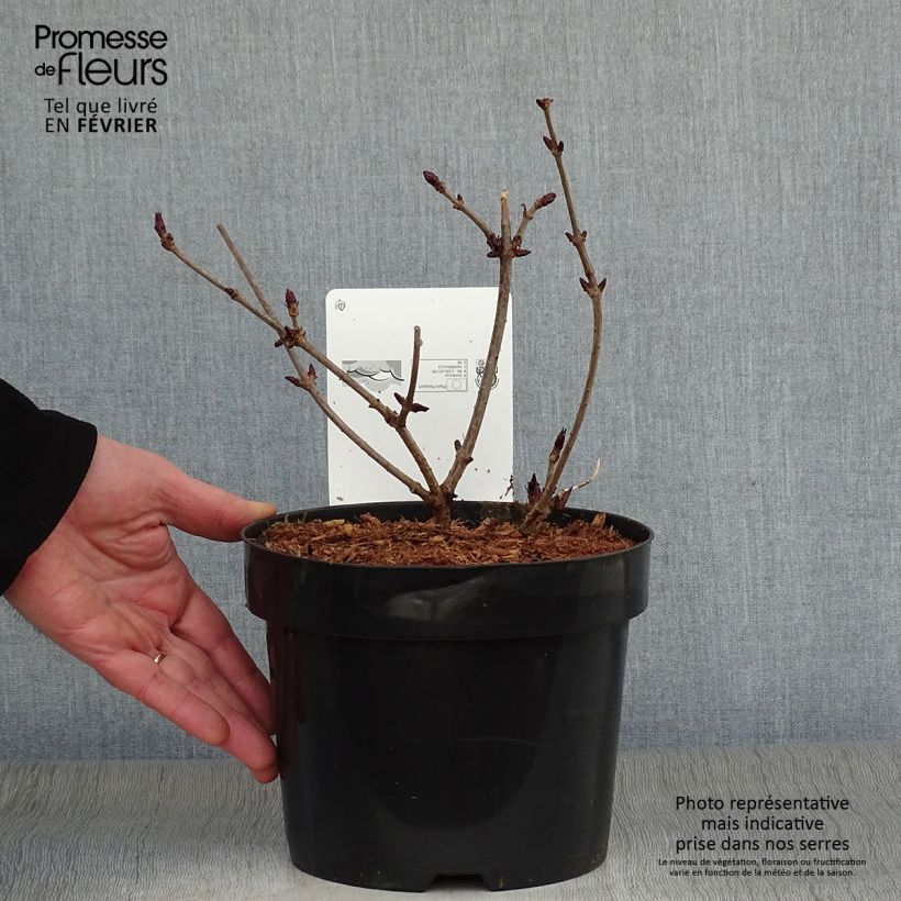 Sureau noir - Sambucus nigra Black Beauty (Gerda) Pot de 2L/3L esemplare consegnato in inverno