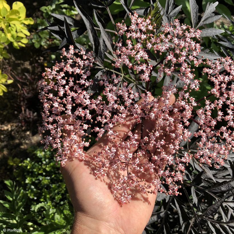 Sambuco nero Cherry Lace (Fioritura)