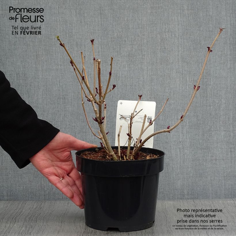 Sureau noir - Sambucus nigra Golden Tower en pot de 3.5L. esemplare consegnato in inverno