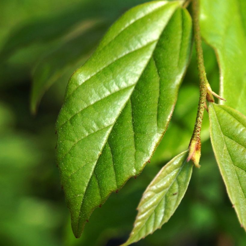 Sycoparrotia semidecidua Autunno Rosso (Fogliame)