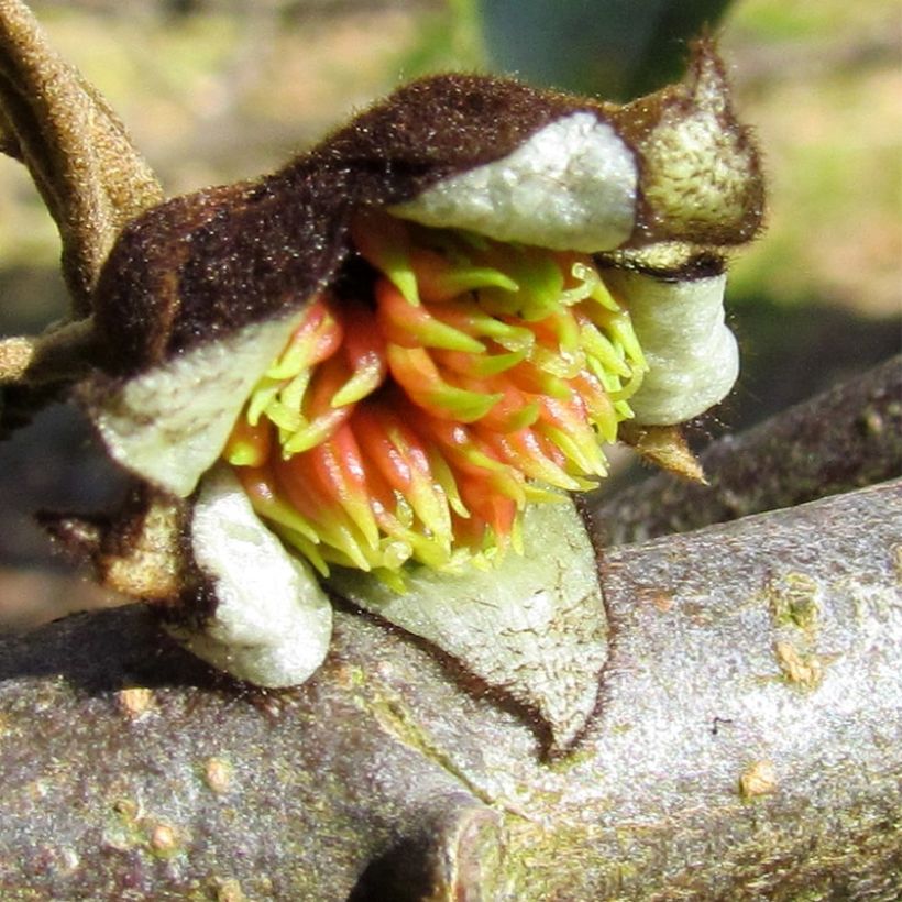 Sycoparrotia semidecidua Autunno Rosso (Fioritura)