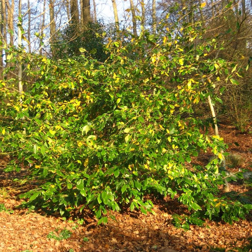 Sycoparrotia semidecidua Autunno Rosso (Porto)