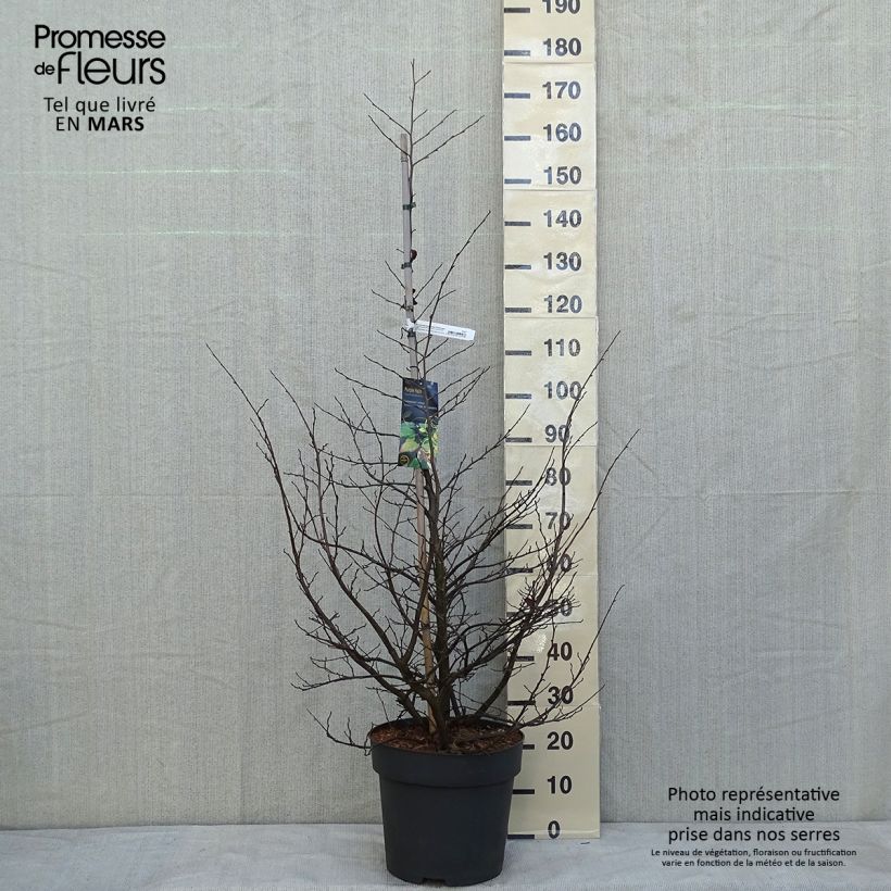 Sycoparrotia semidecidua Purple Haze  Pot de 16.5L esemplare consegnato in inverno