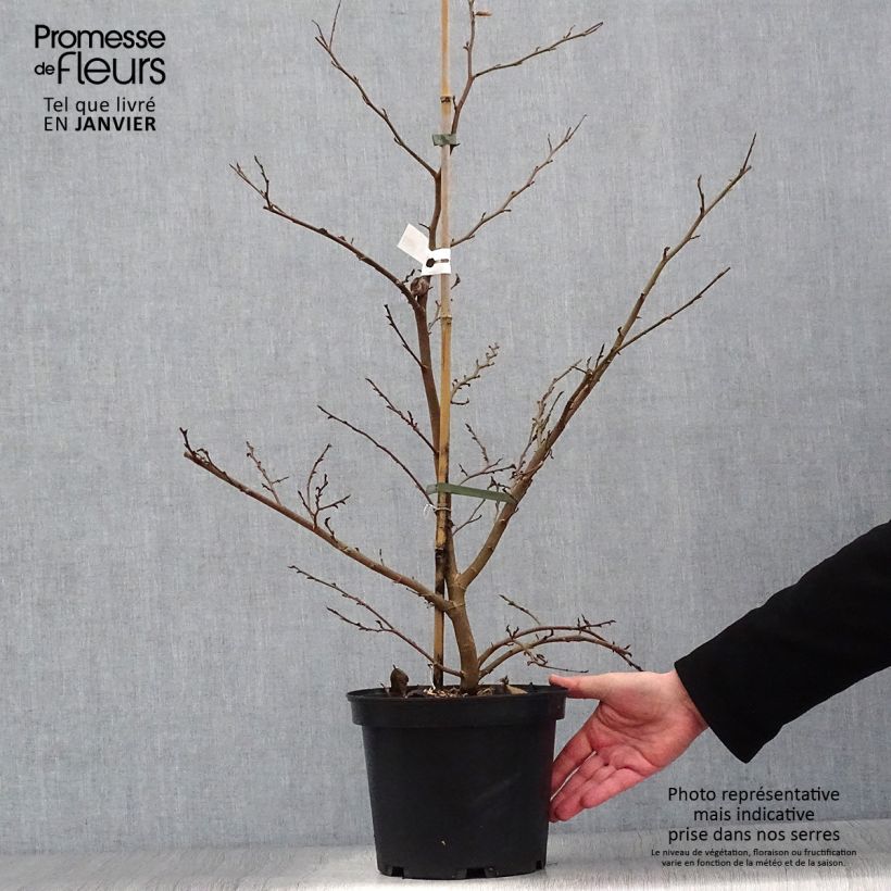 Sycoparrotia semidecidua Purple Haze  Pot de 4L/5L esemplare consegnato in inverno