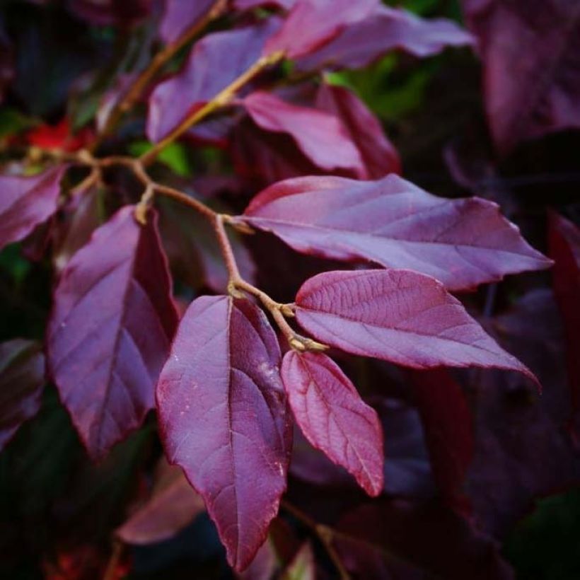 Sycoparrotia semidecidua Purple Haze (Fogliame)