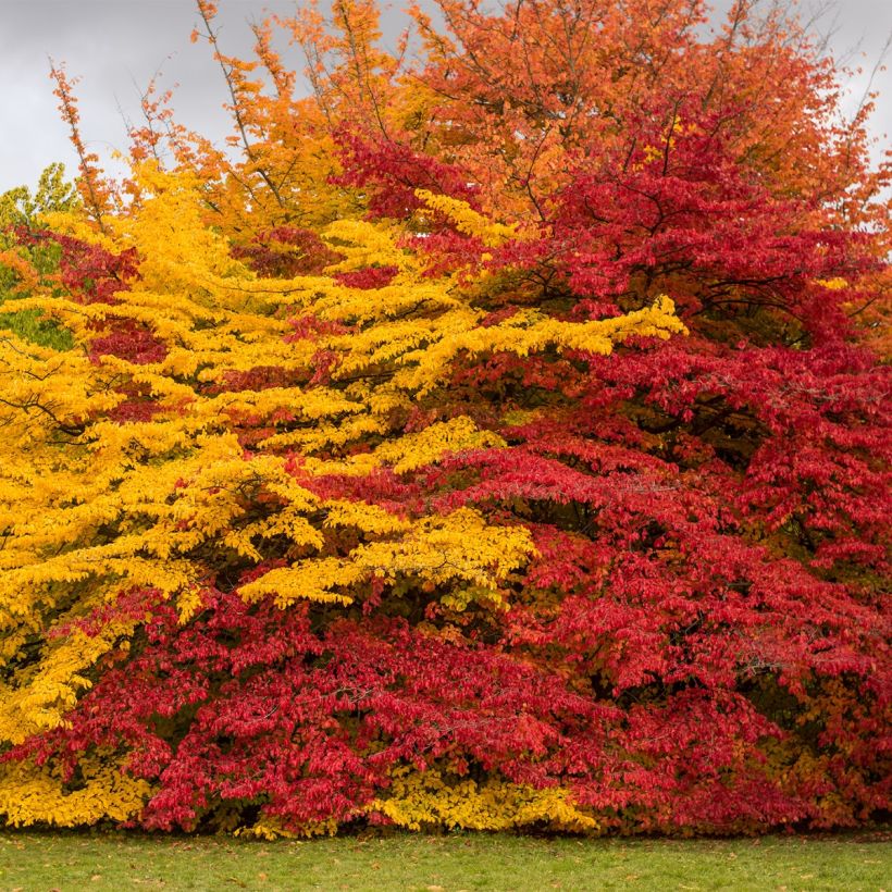 Sycoparrotia semidecidua Purple Haze (Porto)