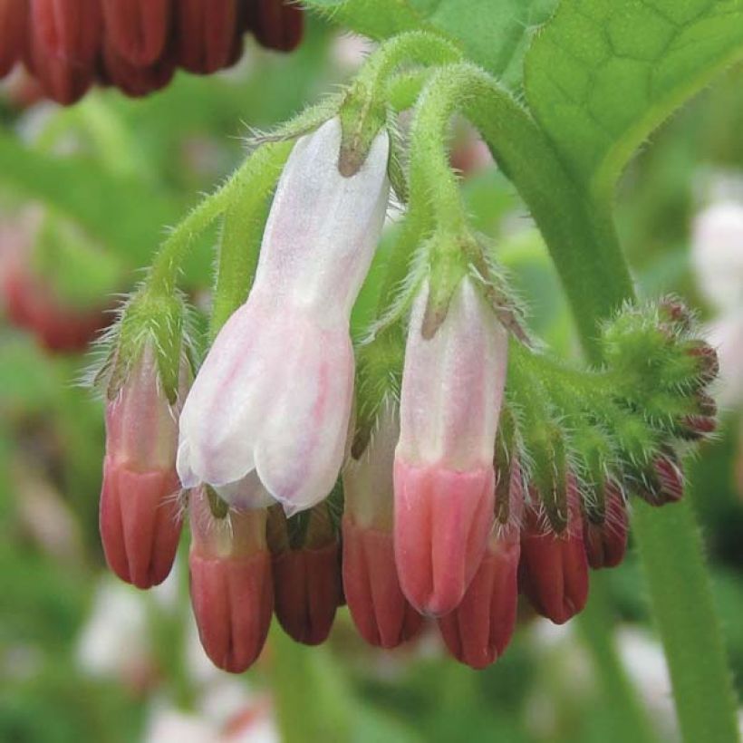 Symphytum grandiflorum Hidcote Pink - Consolida a grandi fiori (Fioritura)