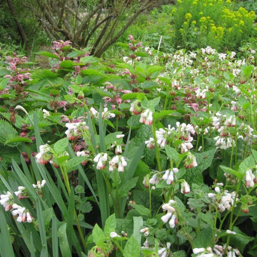 Symphytum grandiflorum Hidcote Pink - Consolida a grandi fiori (Porto)