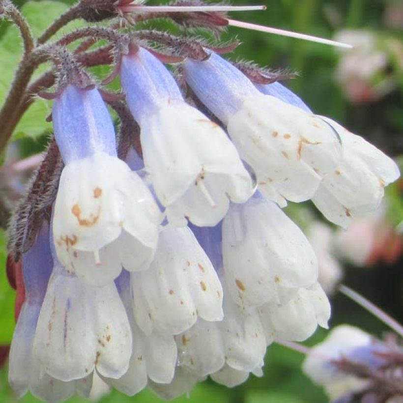 Symphytum grandiflorum Sky Blue Pink - Consolida a grandi fiori (Fioritura)