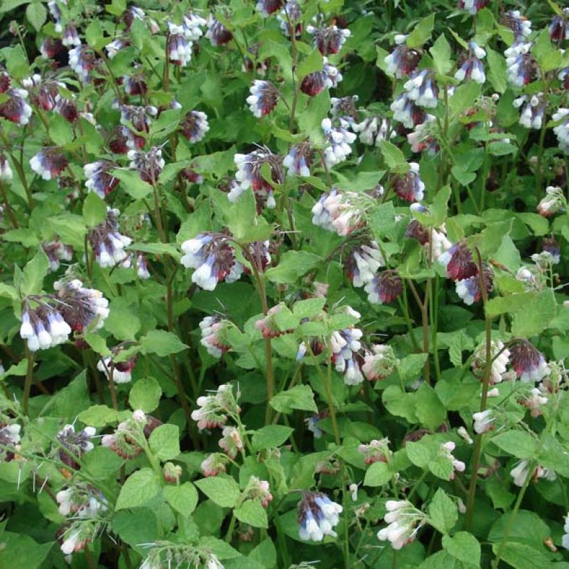 Symphytum grandiflorum Sky Blue Pink - Consolida a grandi fiori (Porto)