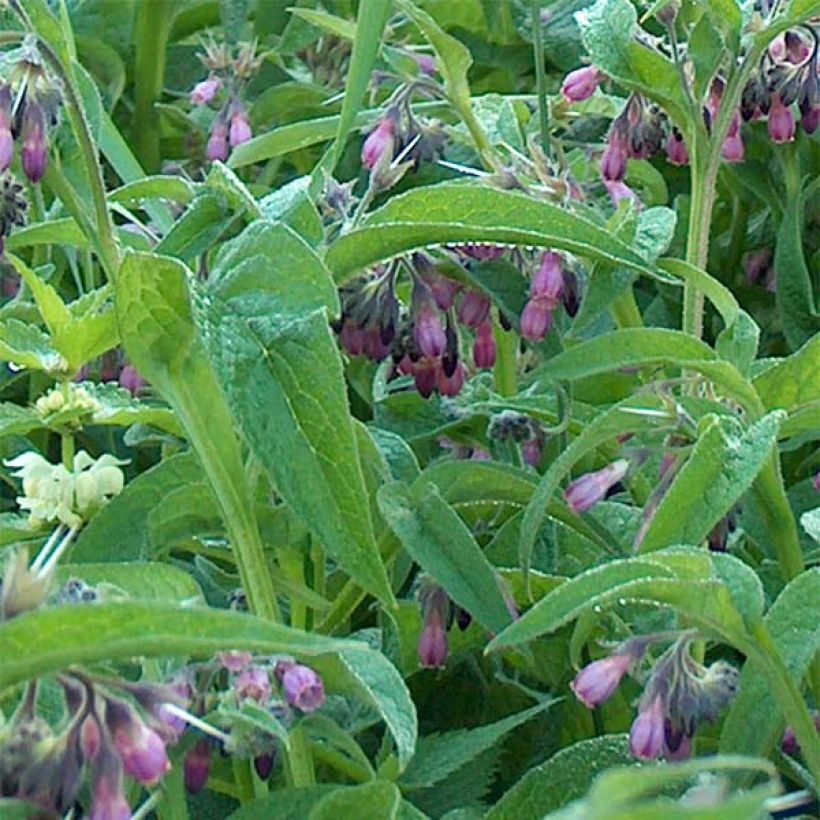 Symphytum officinale (piante) - Consolida maggiore (Fogliame)