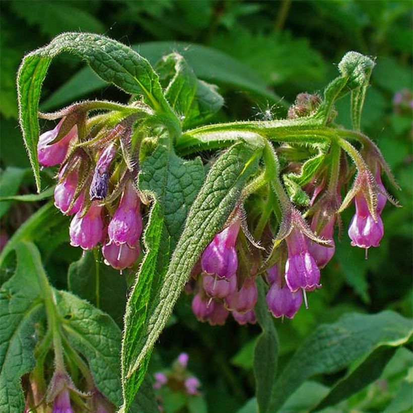 Symphytum officinale (piante) - Consolida maggiore (Fioritura)