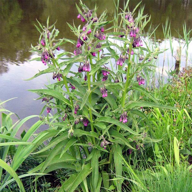 Symphytum officinale (piante) - Consolida maggiore (Porto)