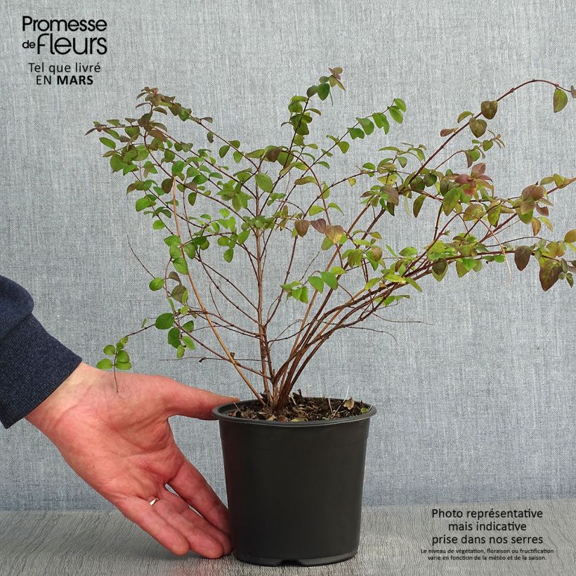 Symphoricarpos chenaultii Hancock en pot de 1L/1,5L esemplare consegnato in inverno