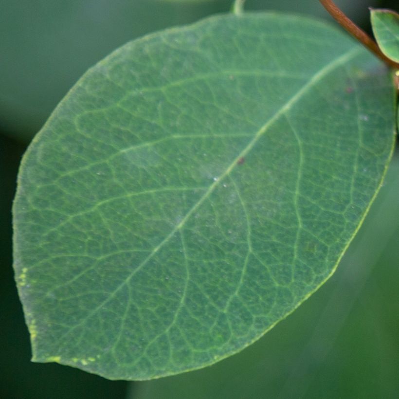 Symphoricarpos Arvid - Sinforicarpo (Fogliame)