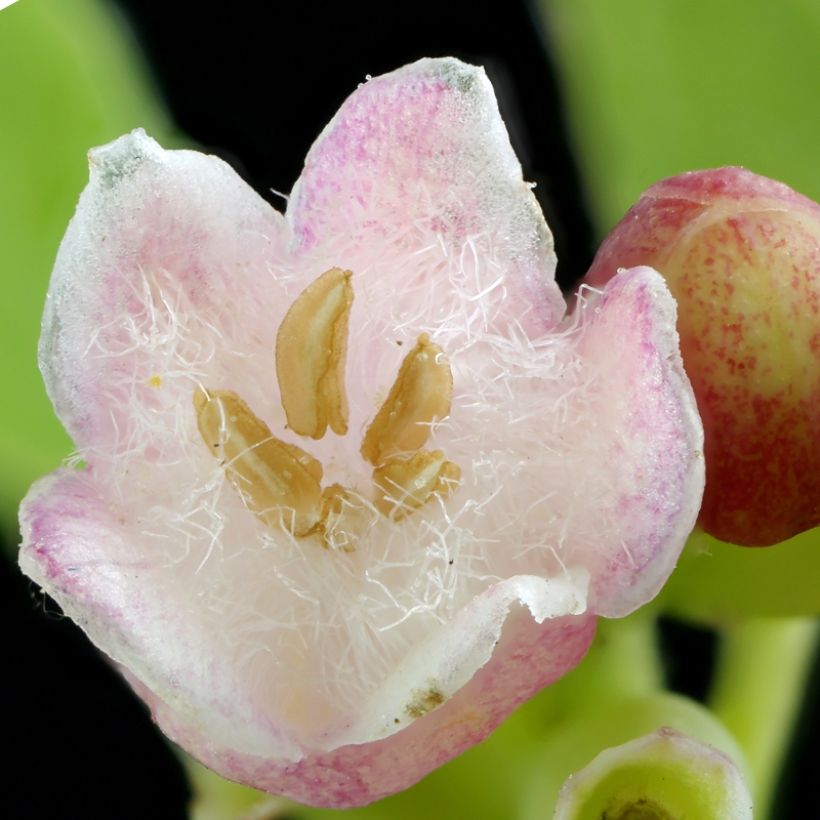 Symphoricarpos Arvid - Sinforicarpo (Fioritura)