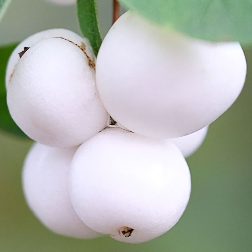 Symphoricarpos Arvid - Sinforicarpo (Raccolta)