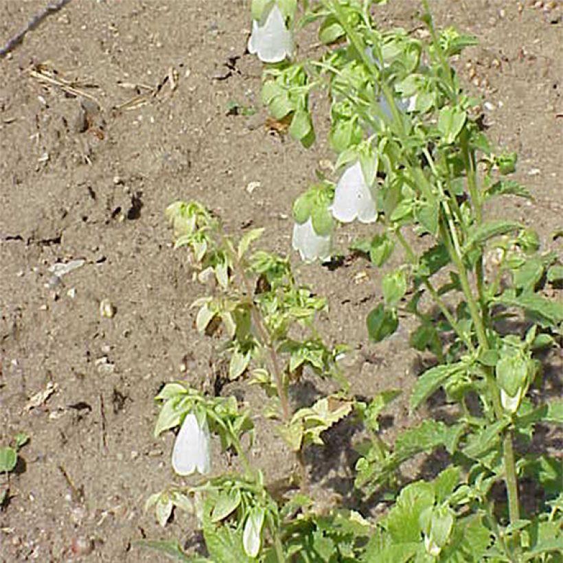 Symphyandra pendula (Fioritura)