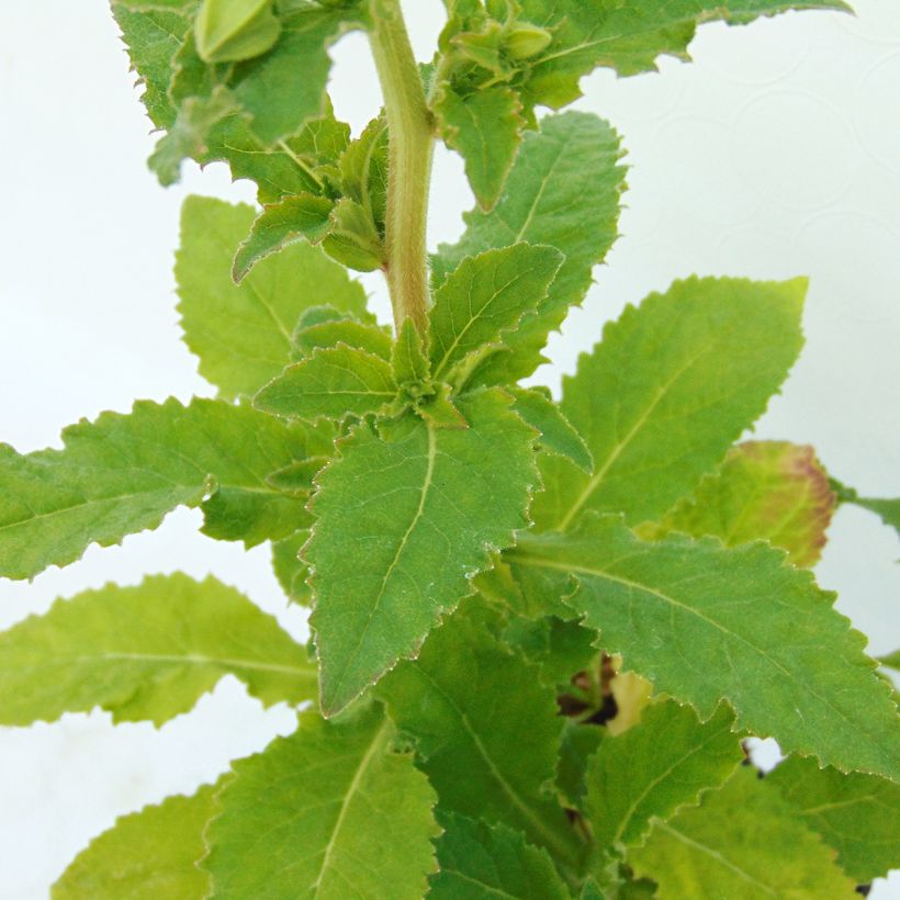 Symphyandra pendula (Fogliame)