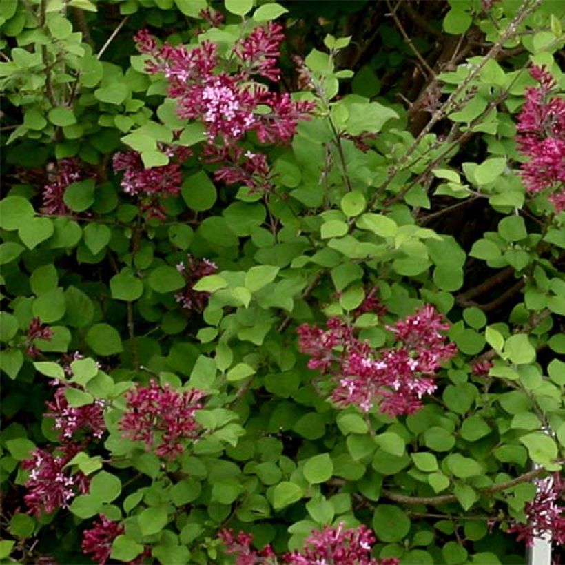 Syringa Bloomerang Dark Purple - Lillà (Fogliame)