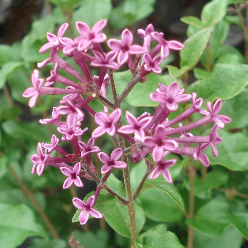 Syringa Bloomerang Dark Purple - Lillà (Fioritura)