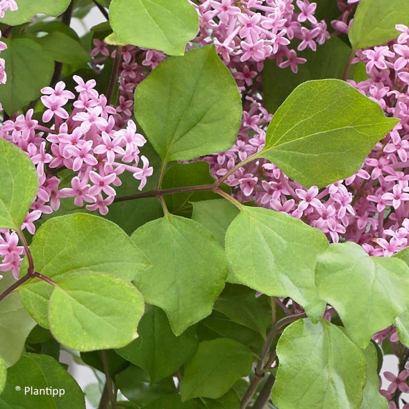 Syringa meyeri Flowerfesta Pink - Lillà nano (Fogliame)