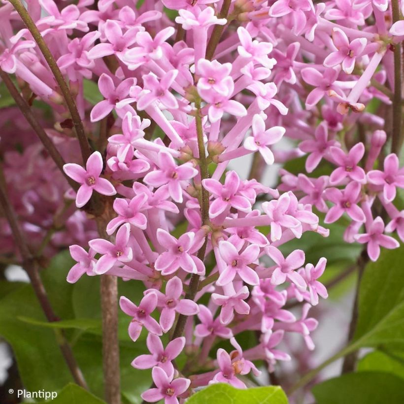 Syringa meyeri Flowerfesta Pink - Lillà nano (Fioritura)