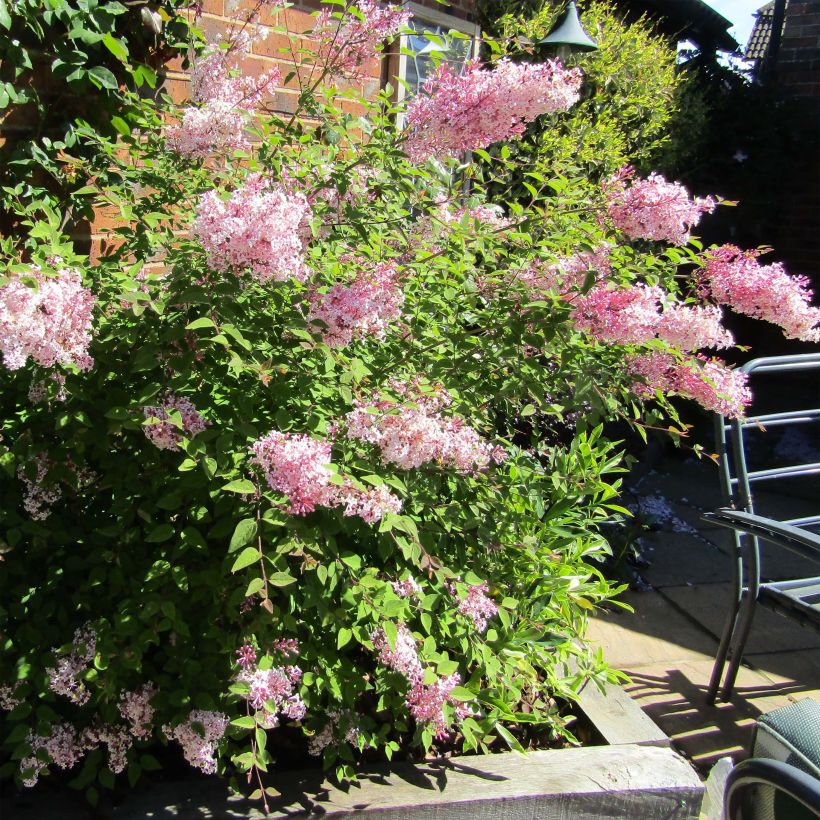 Syringa meyeri Palibin - Lillà nano (Porto)