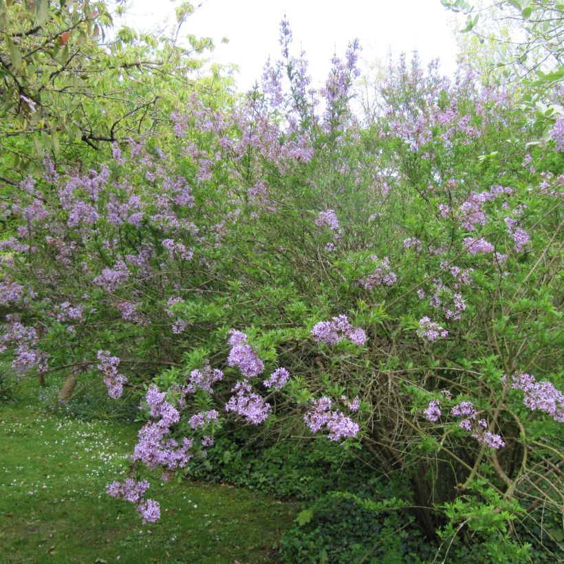 Syringa persica var. Laciniata - Lillà (Porto)