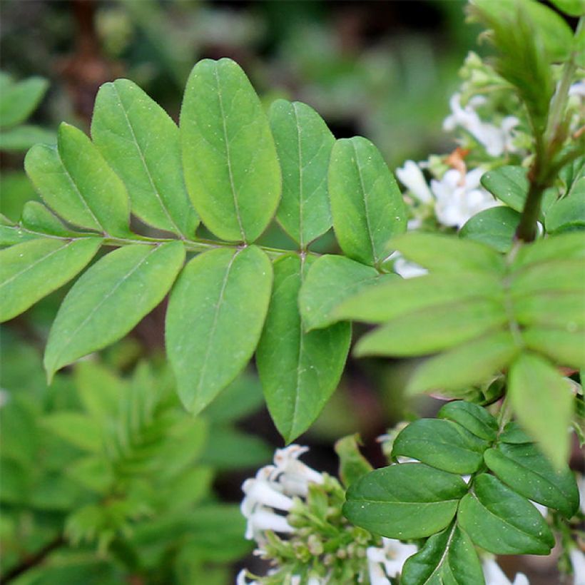 Syringa pinnatifolia - Lillà (Fogliame)