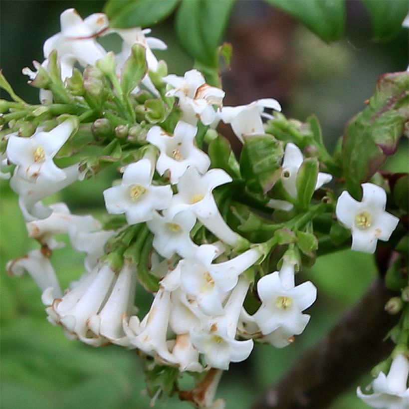 Syringa pinnatifolia - Lillà (Fioritura)